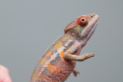 Holdbacks/Individuals: Ambilobe offspring from "Tequila Fiposahana" (AKA Tequila Sunrise) x "Vola" (AKA Silver) - Hatched May - June 2025 - Male #4
