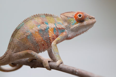 Holdbacks/Individuals: Ambilobe offspring from "Tequila Fiposahana" (AKA Tequila Sunrise) x "Vola" (AKA Silver) - Hatched May - June 2025 - Male #4
