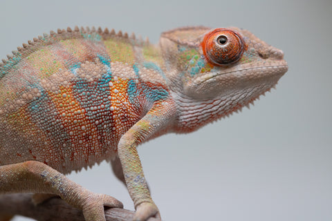 Holdbacks/Individuals: Ambilobe offspring from "Tequila Fiposahana" (AKA Tequila Sunrise) x "Vola" (AKA Silver) - Hatched May - June 2025 - Male #4
