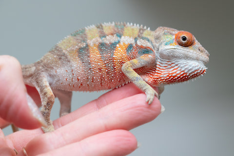 Holdbacks/Individuals: Ambilobe offspring from "Tequila Fiposahana" (AKA Tequila Sunrise) x "Vola" (AKA Silver) - Hatched May - June 2025 - Male #4