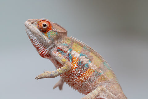 Holdbacks/Individuals: Ambilobe offspring from "Tequila Fiposahana" (AKA Tequila Sunrise) x "Vola" (AKA Silver) - Hatched May - June 2025 - Male #4