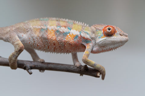 Holdbacks/Individuals: Ambilobe offspring from "Tequila Fiposahana" (AKA Tequila Sunrise) x "Vola" (AKA Silver) - Hatched May - June 2025 - Male #4