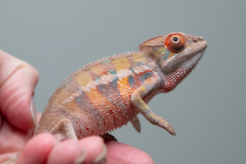Holdbacks/Individuals: Ambilobe offspring from "Tequila Fiposahana" (AKA Tequila Sunrise) x "Vola" (AKA Silver) - Hatched May - June 2025 - Male #4