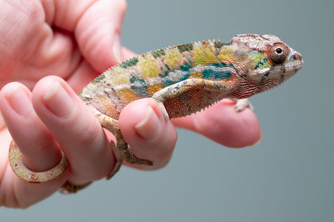 PICK OF THE LITTER!  Ambilobe offspring from "Tequila Fiposahana" (AKA Tequila Sunrise) x "Vola" (AKA Silver) - Hatched August 2025 - Male #1