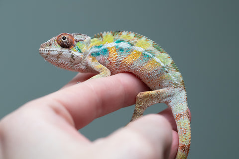 PICK OF THE LITTER!  Ambilobe offspring from "Tequila Fiposahana" (AKA Tequila Sunrise) x "Vola" (AKA Silver) - Hatched August 2025 - Male #1