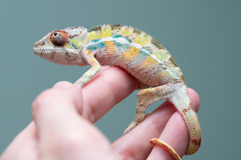 PICK OF THE LITTER!  Ambilobe offspring from "Tequila Fiposahana" (AKA Tequila Sunrise) x "Vola" (AKA Silver) - Hatched August 2025 - Male #1