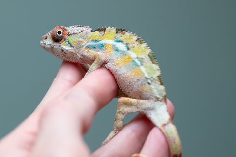 PICK OF THE LITTER!  Ambilobe offspring from "Tequila Fiposahana" (AKA Tequila Sunrise) x "Vola" (AKA Silver) - Hatched August 2025 - Male #1