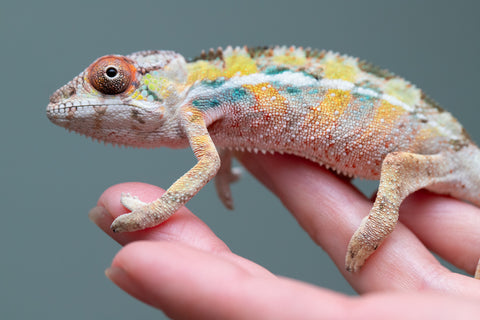 PICK OF THE LITTER!  Ambilobe offspring from "Tequila Fiposahana" (AKA Tequila Sunrise) x "Vola" (AKA Silver) - Hatched August 2025 - Male #1