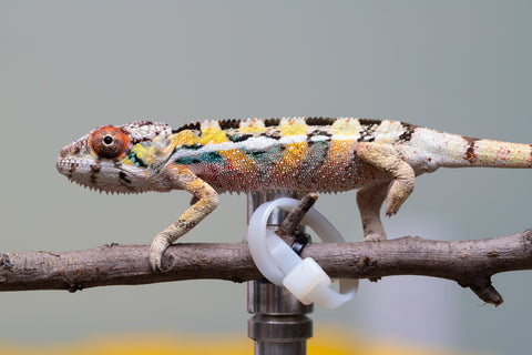 PICK OF THE LITTER!  Ambilobe offspring from "Tequila Fiposahana" (AKA Tequila Sunrise) x "Vola" (AKA Silver) - Hatched August 2025 - Male #1