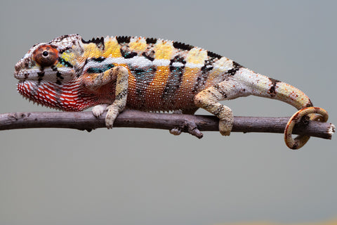 PICK OF THE LITTER!  Ambilobe offspring from "Tequila Fiposahana" (AKA Tequila Sunrise) x "Vola" (AKA Silver) - Hatched August 2025 - Male #1