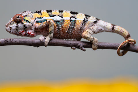 PICK OF THE LITTER!  Ambilobe offspring from "Tequila Fiposahana" (AKA Tequila Sunrise) x "Vola" (AKA Silver) - Hatched August 2025 - Male #1