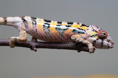 PICK OF THE LITTER!  Ambilobe offspring from "Tequila Fiposahana" (AKA Tequila Sunrise) x "Vola" (AKA Silver) - Hatched August 2025 - Male #1