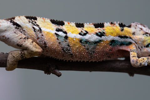 PICK OF THE LITTER!  Ambilobe offspring from "Tequila Fiposahana" (AKA Tequila Sunrise) x "Vola" (AKA Silver) - Hatched August 2025 - Male #1