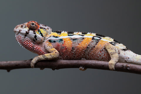 PICK OF THE LITTER!  Ambilobe offspring from "Tequila Fiposahana" (AKA Tequila Sunrise) x "Vola" (AKA Silver) - Hatched August 2025 - Male #1