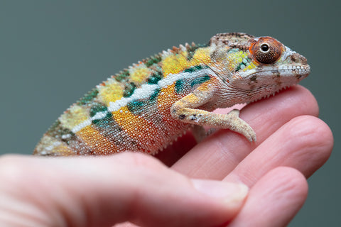 PICK OF THE LITTER!  Ambilobe offspring from "Tequila Fiposahana" (AKA Tequila Sunrise) x "Vola" (AKA Silver) - Hatched August 2025 - Male #1