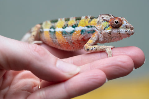 PICK OF THE LITTER!  Ambilobe offspring from "Tequila Fiposahana" (AKA Tequila Sunrise) x "Vola" (AKA Silver) - Hatched August 2025 - Male #1