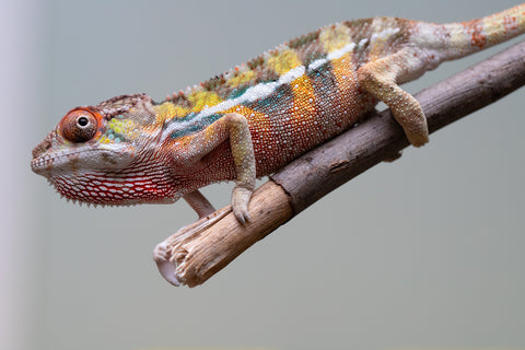 PICK OF THE LITTER!  Ambilobe offspring from "Tequila Fiposahana" (AKA Tequila Sunrise) x "Vola" (AKA Silver) - Hatched August 2025 - Male #1