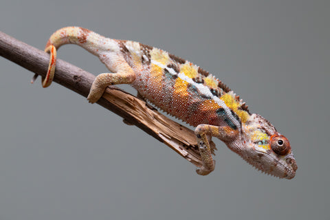 PICK OF THE LITTER!  Ambilobe offspring from "Tequila Fiposahana" (AKA Tequila Sunrise) x "Vola" (AKA Silver) - Hatched August 2025 - Male #1