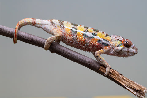 PICK OF THE LITTER!  Ambilobe offspring from "Tequila Fiposahana" (AKA Tequila Sunrise) x "Vola" (AKA Silver) - Hatched August 2025 - Male #1