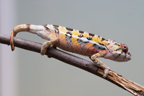 PICK OF THE LITTER!  Ambilobe offspring from "Tequila Fiposahana" (AKA Tequila Sunrise) x "Vola" (AKA Silver) - Hatched August 2025 - Male #1