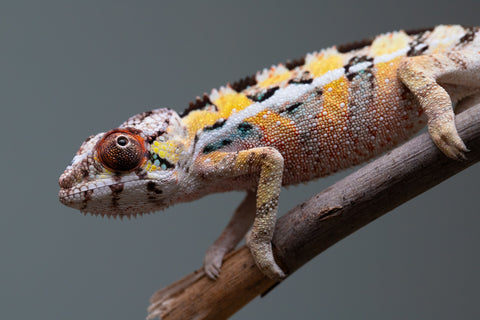 PICK OF THE LITTER!  Ambilobe offspring from "Tequila Fiposahana" (AKA Tequila Sunrise) x "Vola" (AKA Silver) - Hatched August 2025 - Male #1