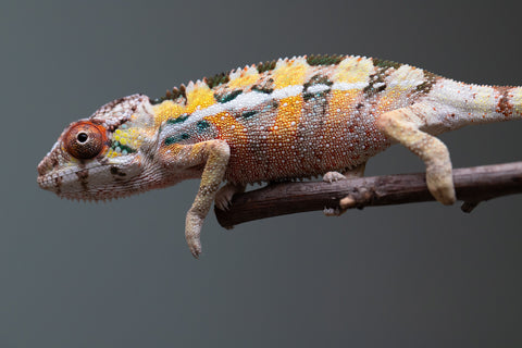 PICK OF THE LITTER!  Ambilobe offspring from "Tequila Fiposahana" (AKA Tequila Sunrise) x "Vola" (AKA Silver) - Hatched August 2025 - Male #1