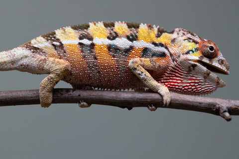 PICK OF THE LITTER!  Ambilobe offspring from "Tequila Fiposahana" (AKA Tequila Sunrise) x "Vola" (AKA Silver) - Hatched August 2025 - Male #1