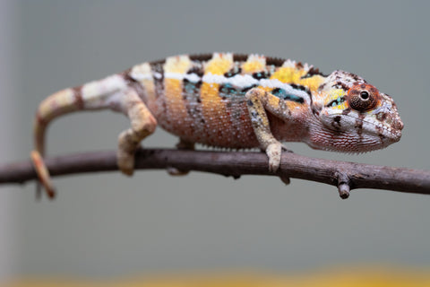 PICK OF THE LITTER!  Ambilobe offspring from "Tequila Fiposahana" (AKA Tequila Sunrise) x "Vola" (AKA Silver) - Hatched August 2025 - Male #1