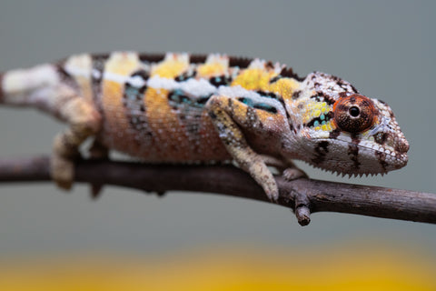 PICK OF THE LITTER!  Ambilobe offspring from "Tequila Fiposahana" (AKA Tequila Sunrise) x "Vola" (AKA Silver) - Hatched August 2025 - Male #1