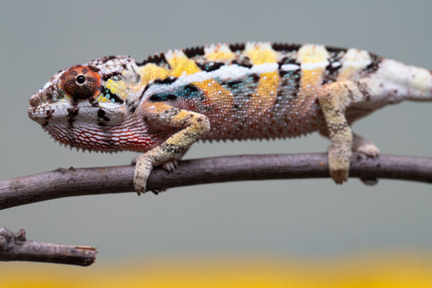 PICK OF THE LITTER!  Ambilobe offspring from "Tequila Fiposahana" (AKA Tequila Sunrise) x "Vola" (AKA Silver) - Hatched August 2025 - Male #1