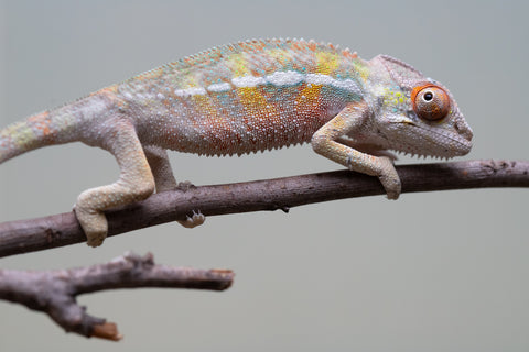 Holdbacks/Individuals: Ambilobe offspring from "Tequila Fiposahana" (AKA Tequila Sunrise) x "Vola" (AKA Silver) - Hatched August 2025 - Male #2