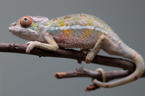 Holdbacks/Individuals: Ambilobe offspring from "Tequila Fiposahana" (AKA Tequila Sunrise) x "Vola" (AKA Silver) - Hatched August 2025 - Male #2