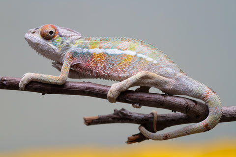 Holdbacks/Individuals: Ambilobe offspring from "Tequila Fiposahana" (AKA Tequila Sunrise) x "Vola" (AKA Silver) - Hatched August 2025 - Male #2