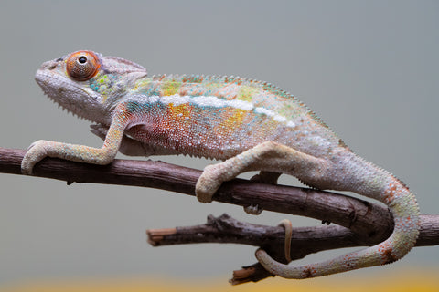 Holdbacks/Individuals: Ambilobe offspring from "Tequila Fiposahana" (AKA Tequila Sunrise) x "Vola" (AKA Silver) - Hatched August 2025 - Male #2