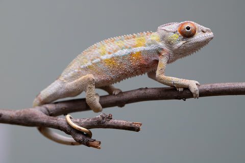 Holdbacks/Individuals: Ambilobe offspring from "Tequila Fiposahana" (AKA Tequila Sunrise) x "Vola" (AKA Silver) - Hatched August 2025 - Male #2