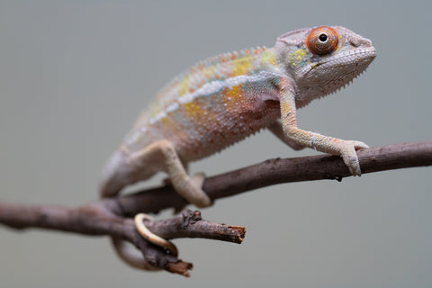 Holdbacks/Individuals: Ambilobe offspring from "Tequila Fiposahana" (AKA Tequila Sunrise) x "Vola" (AKA Silver) - Hatched August 2025 - Male #2