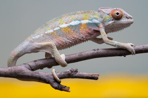 Holdbacks/Individuals: Ambilobe offspring from "Tequila Fiposahana" (AKA Tequila Sunrise) x "Vola" (AKA Silver) - Hatched August 2025 - Male #2