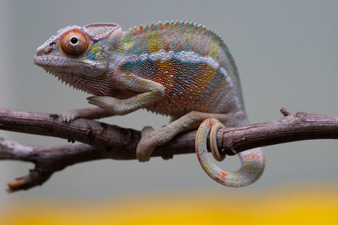 Holdbacks/Individuals: Ambilobe offspring from "Tequila Fiposahana" (AKA Tequila Sunrise) x "Vola" (AKA Silver) - Hatched August 2025 - Male #2