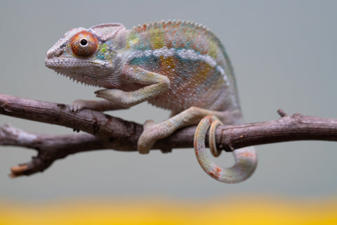 Holdbacks/Individuals: Ambilobe offspring from "Tequila Fiposahana" (AKA Tequila Sunrise) x "Vola" (AKA Silver) - Hatched August 2025 - Male #2