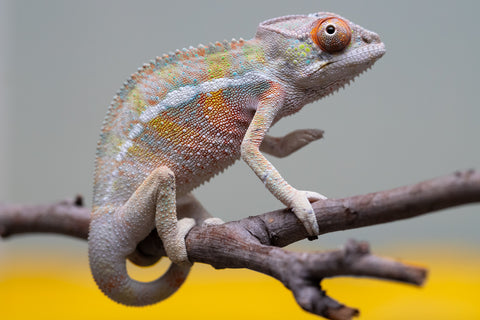 Holdbacks/Individuals: Ambilobe offspring from "Tequila Fiposahana" (AKA Tequila Sunrise) x "Vola" (AKA Silver) - Hatched August 2025 - Male #2