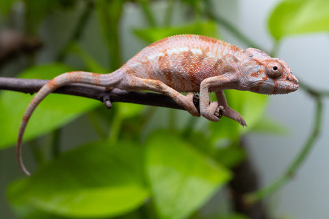 Ambilobe From "Tetikasa Boky Manga" (AKA Project Blue Book) x "Hibibo-ilalana" (AKA Milky Way) - Hatched July 2026 - Female #1