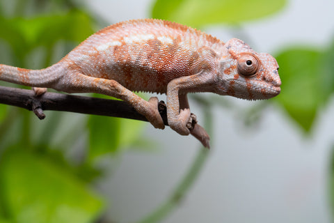 Ambilobe From "Tetikasa Boky Manga" (AKA Project Blue Book) x "Hibibo-ilalana" (AKA Milky Way) - Hatched July 2026 - Female #1