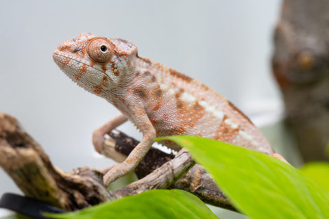 Ambilobe From "Tetikasa Boky Manga" (AKA Project Blue Book) x "Hibibo-ilalana" (AKA Milky Way) - Hatched July 2026 - Female #1