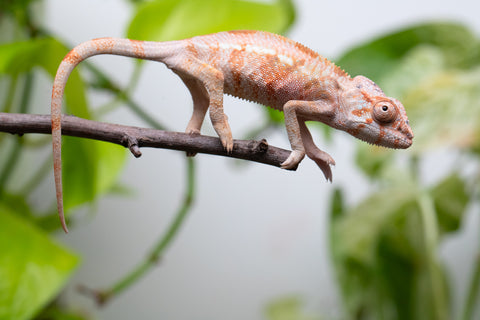 Ambilobe From "Tetikasa Boky Manga" (AKA Project Blue Book) x "Hibibo-ilalana" (AKA Milky Way) - Hatched July 2026 - Female #1