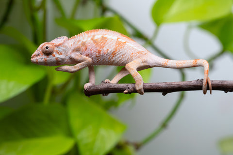 Ambilobe From "Tetikasa Boky Manga" (AKA Project Blue Book) x "Hibibo-ilalana" (AKA Milky Way) - Hatched July 2026 - Female #1