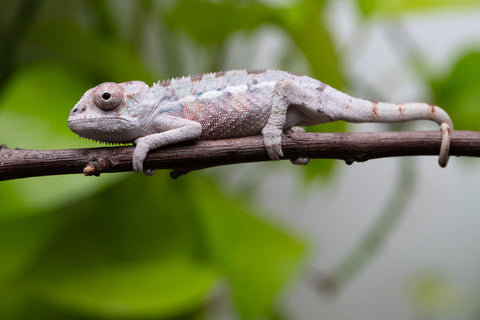 Ambilobe From "Tetikasa Boky Manga" (AKA Project Blue Book) x "Hibibo-ilalana" (AKA Milky Way) - Hatched Sept 2026 - Male #1