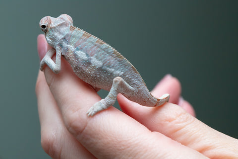 Ambilobe From "Tetikasa Boky Manga" (AKA Project Blue Book) x "Hibibo-ilalana" (AKA Milky Way) - Hatched Sept 2026 - Male #1