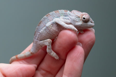 Ambilobe From "Tetikasa Boky Manga" (AKA Project Blue Book) x "Hibibo-ilalana" (AKA Milky Way) - Hatched Sept 2026 - Male #1
