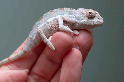 Ambilobe From "Tetikasa Boky Manga" (AKA Project Blue Book) x "Hibibo-ilalana" (AKA Milky Way) - Hatched Sept 2026 - Male #1