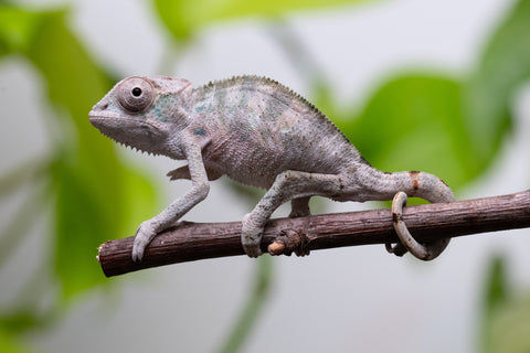 Ambilobe From "Tetikasa Boky Manga" (AKA Project Blue Book) x "Hibibo-ilalana" (AKA Milky Way) - Hatched Sept 2026 - Male #2